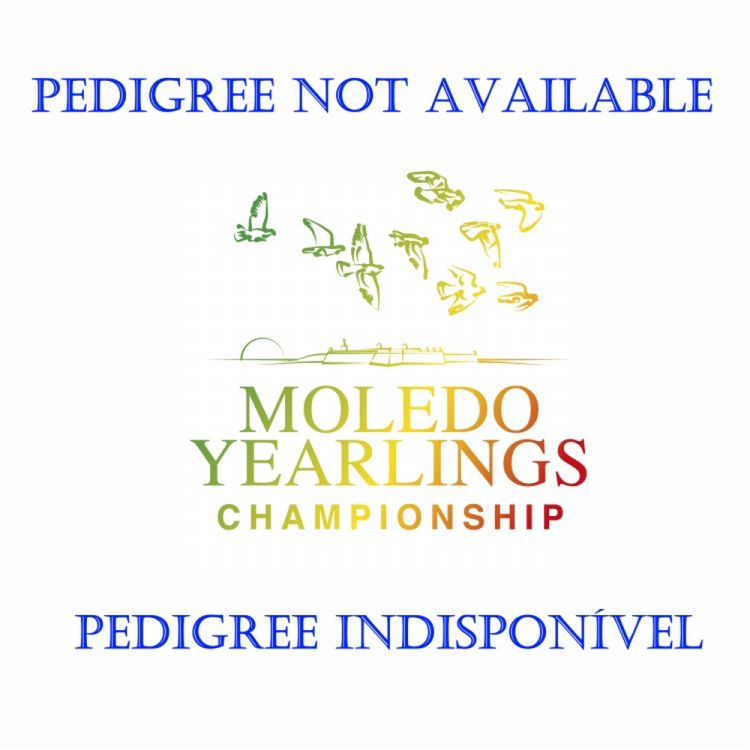 Moledo Yearlings Championship